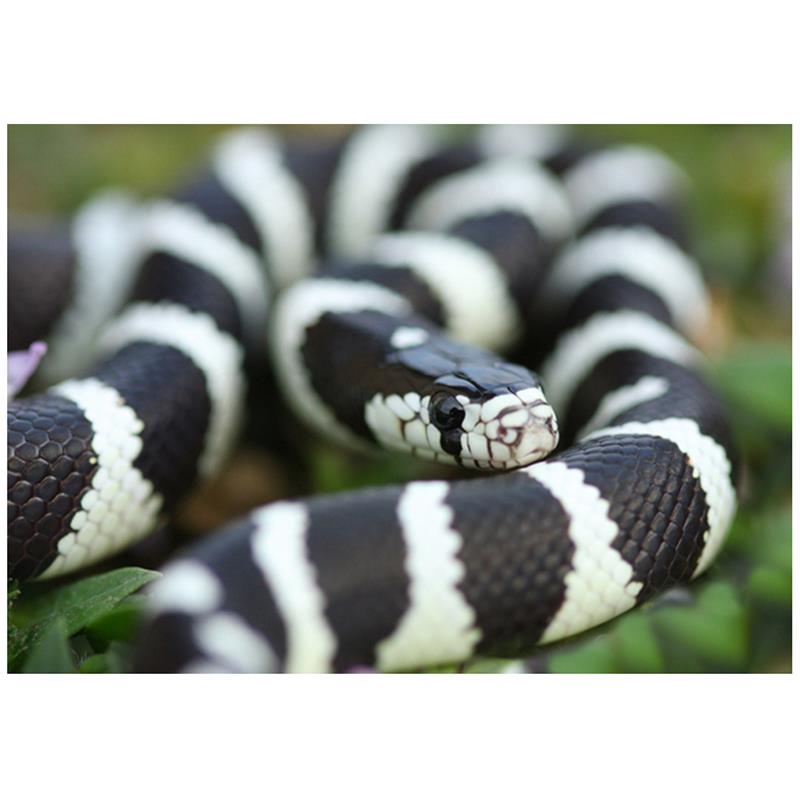 Sarpe Regal de California ?Black&amp;White? - imagine 4